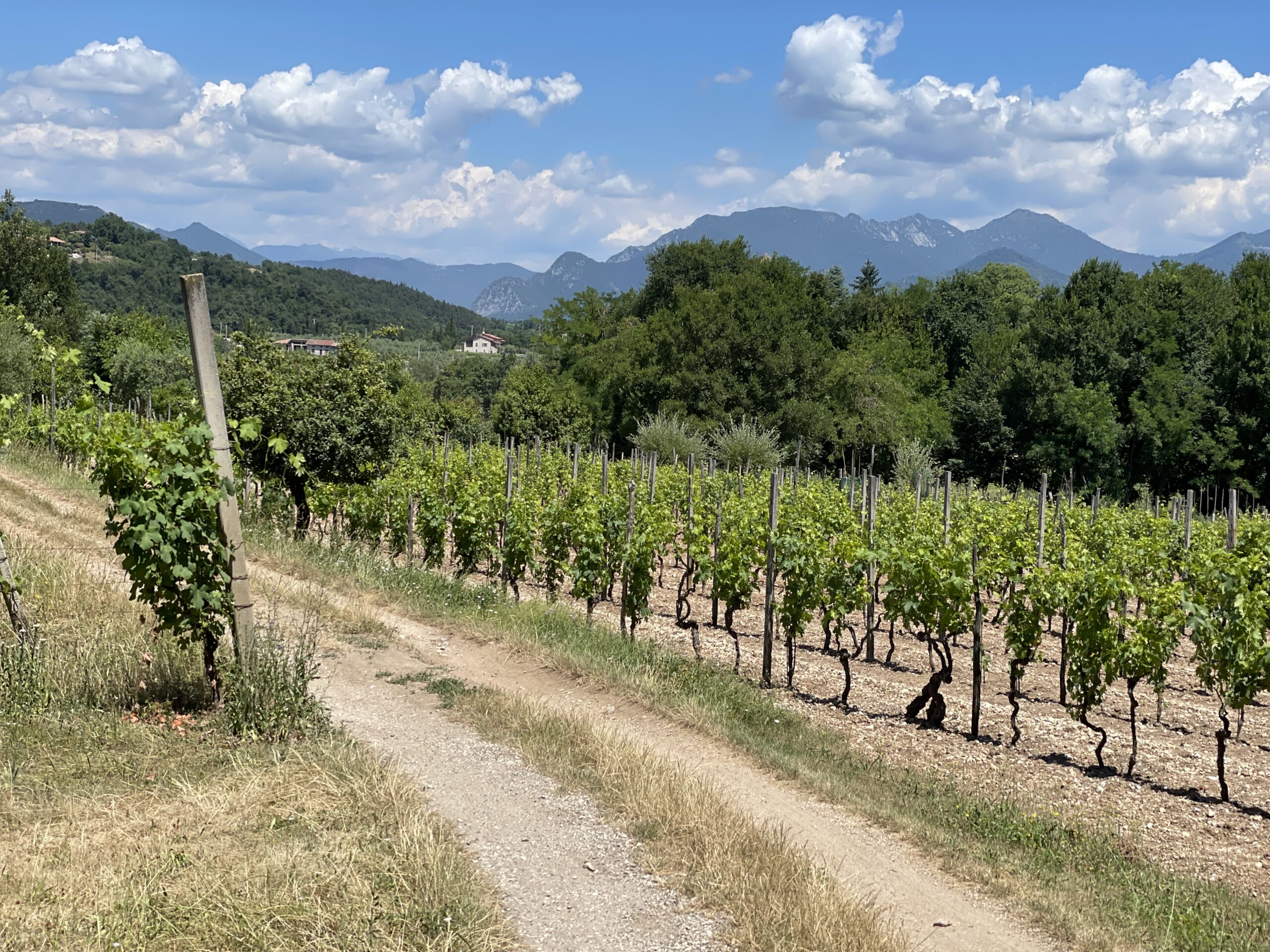Discover the Ultimate Guide to Lake Garda Wines: Lugana, Bardolino & Valtenesi